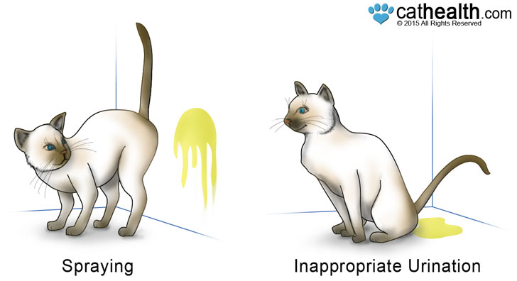 How To Help Male Cat Urine Marking Behavior 13