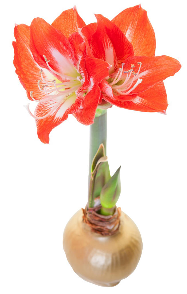 Amaryllis Bulb is Toxic