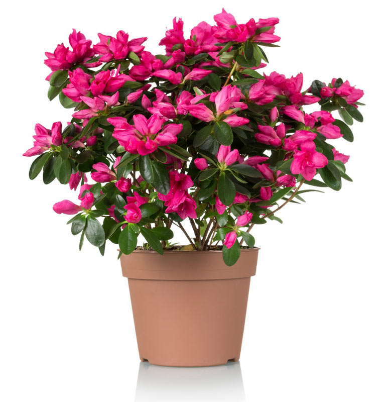 Azaleas are Toxic