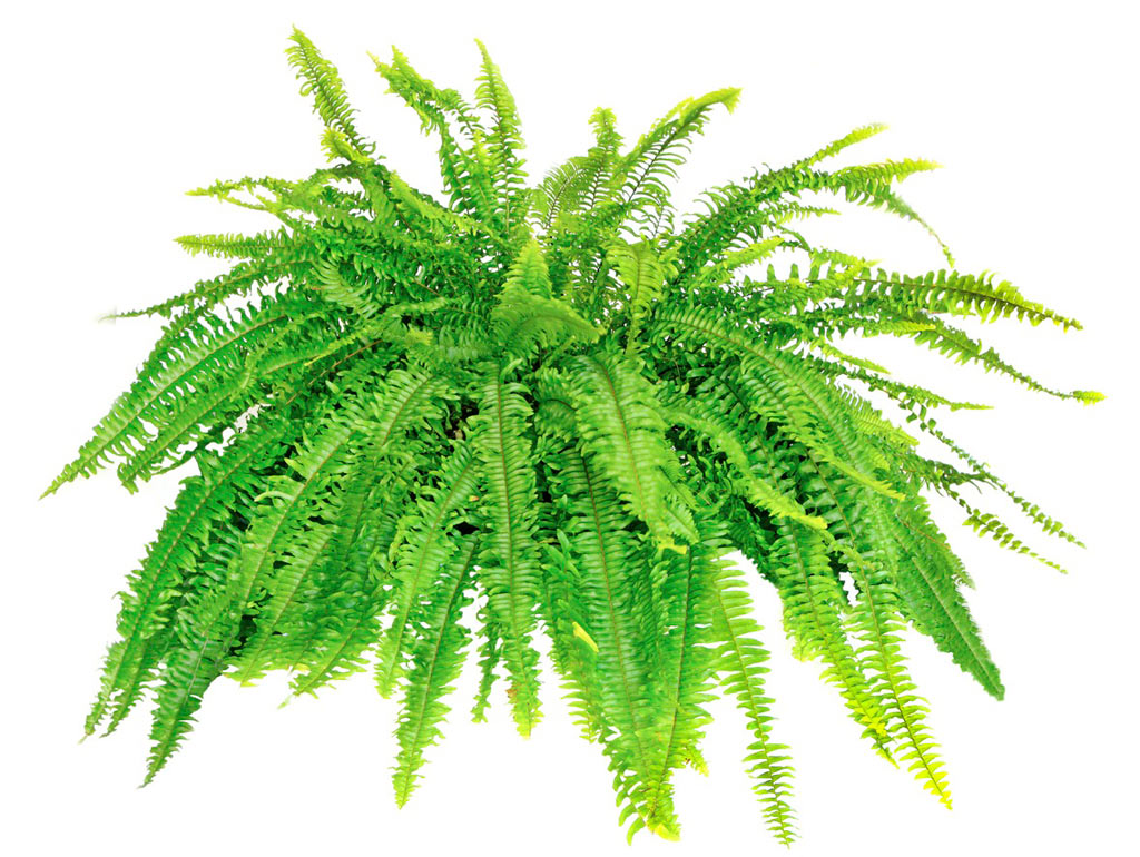 Boston Fern is Cat Safe