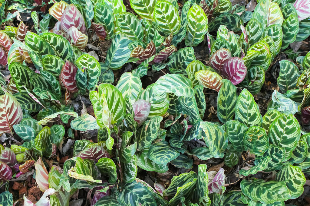 Calathea Makoyana or Peacock Plant is Cat Safe