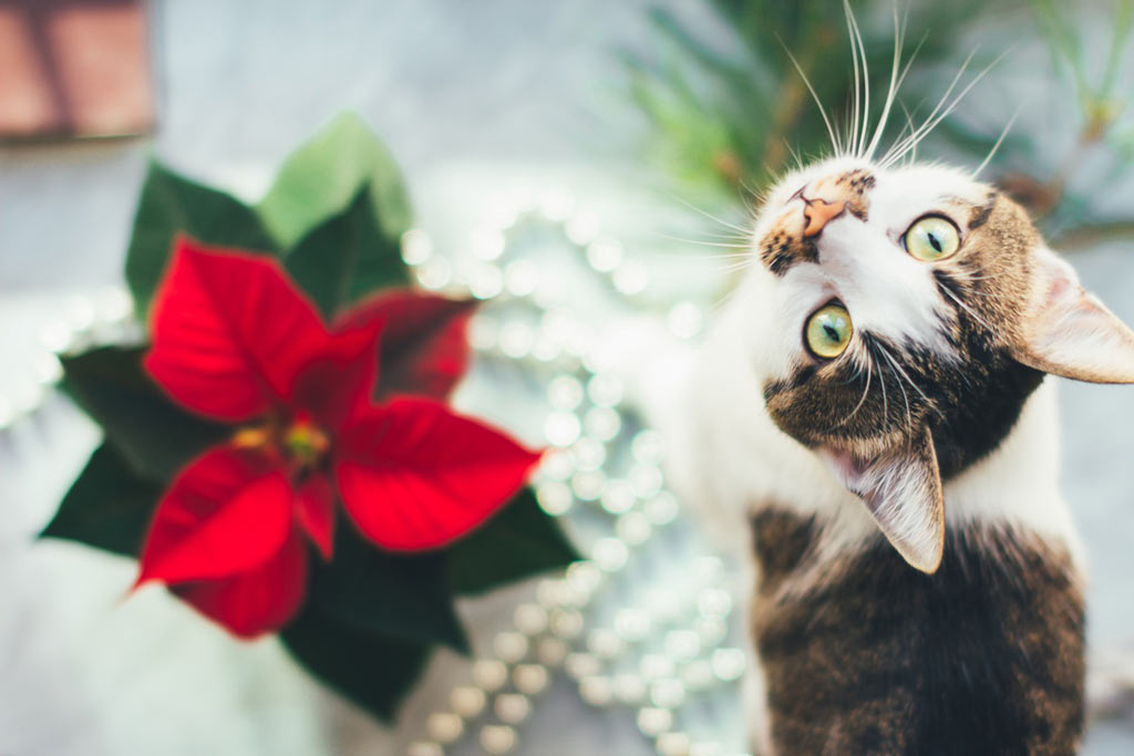 Poinsettias may affect your cat