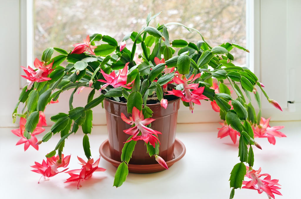 Christmas Cactus is Cat Safe