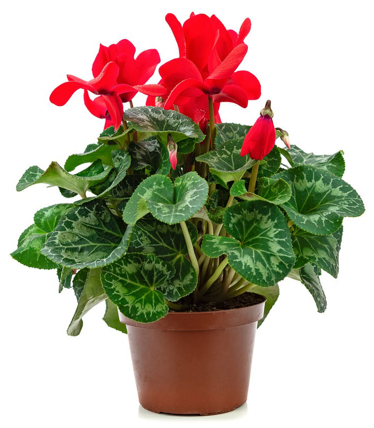 Cyclamen Plant is toxic to cats