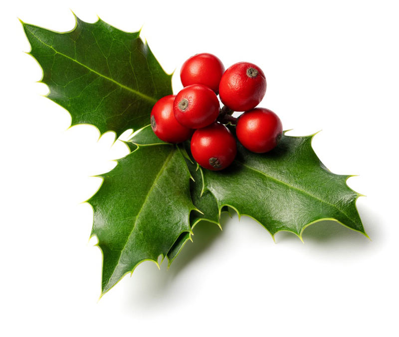 Holly Berries Stems and Leaves are toxic to cats