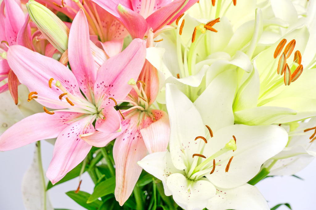 Lilies are toxic to cats