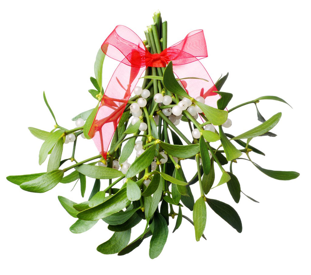 Mistletoe is toxic to cats