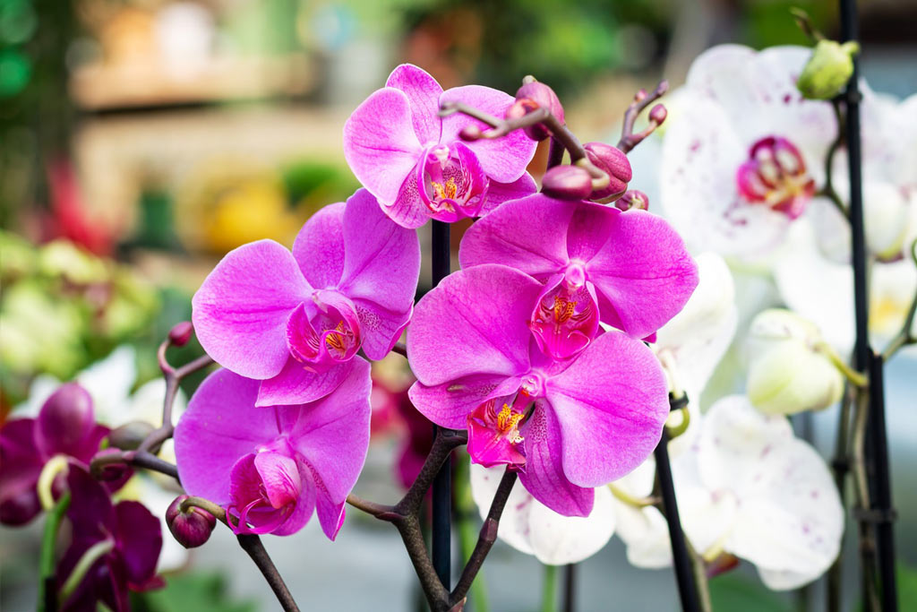 Moth orchid is Cat Safe