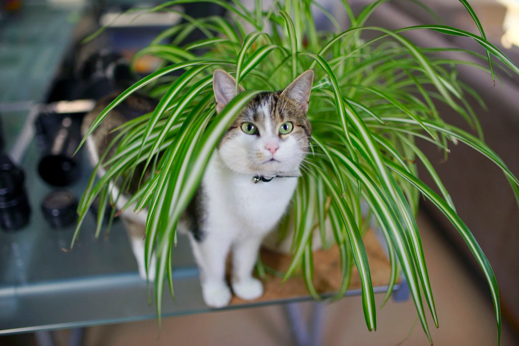 Spider plants are Cat Safe