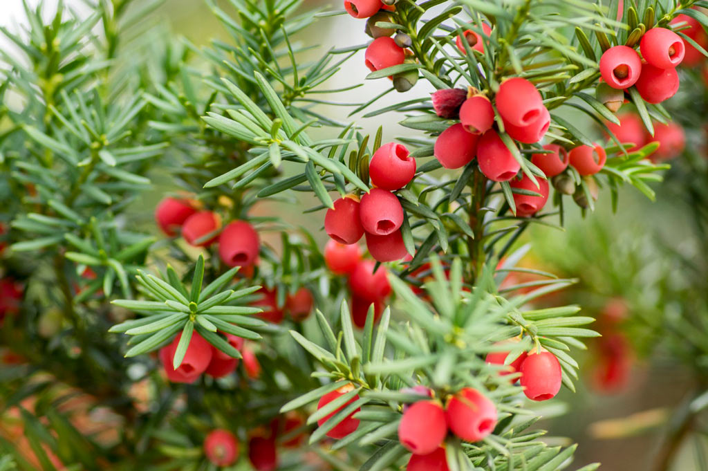 Yew Berries and Leaves are toxic to cats