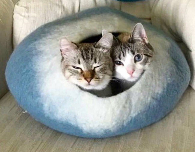 Cozy kitties enjoying cuddling in their Cat Cave