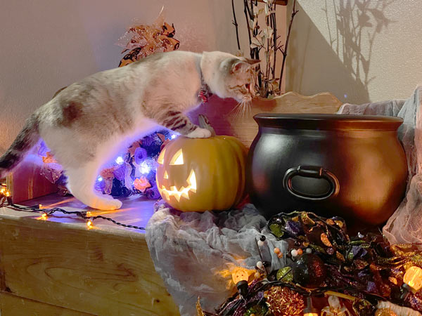 Curious cats and Halloween decorations don’t always mix! Keep an eye on your furry friends to prevent accidents with pumpkins, lights, and other spooky decor.