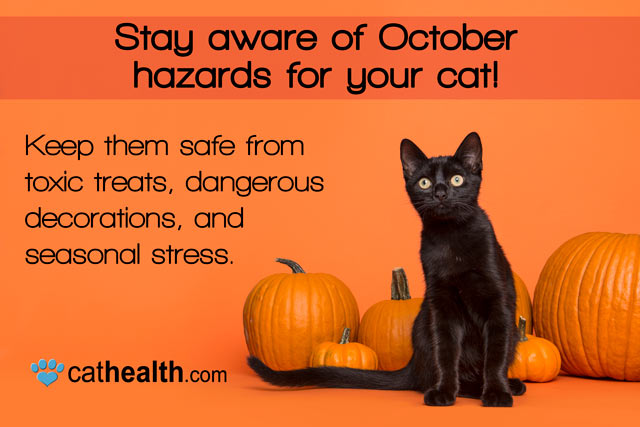 Stay aware of October hazards for your cat! Keep them safe from toxic treats, dangerous decorations, and seasonal stress. – CatHealth.com