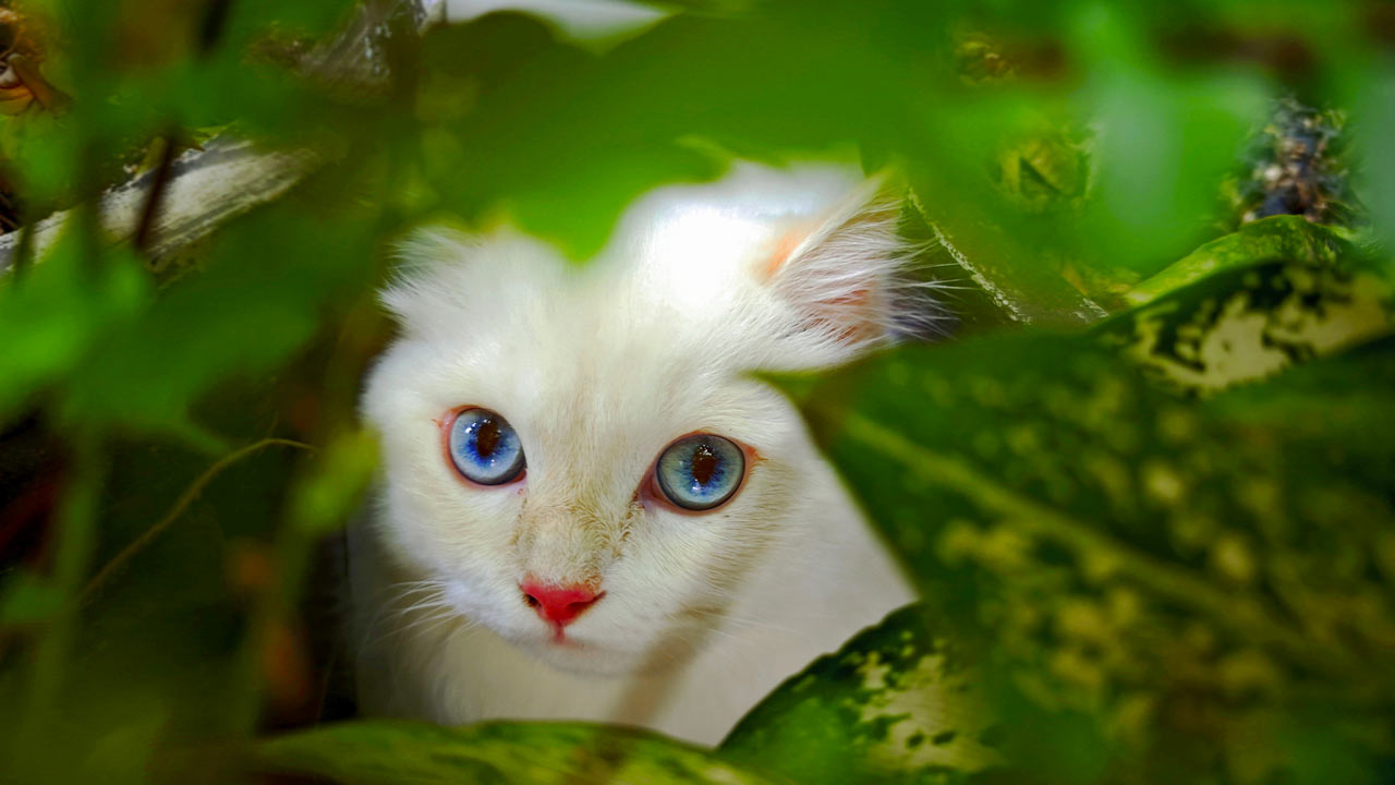 Which plants are safe for cats, and which should be avoided?