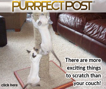 There are more exciting things to scratch than your couch