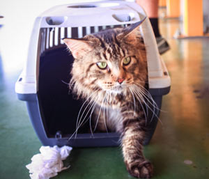 How to get my cat in a outlet carrier