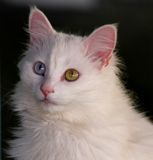 two colored eyes cat price