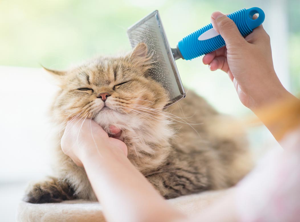 cats a grooming