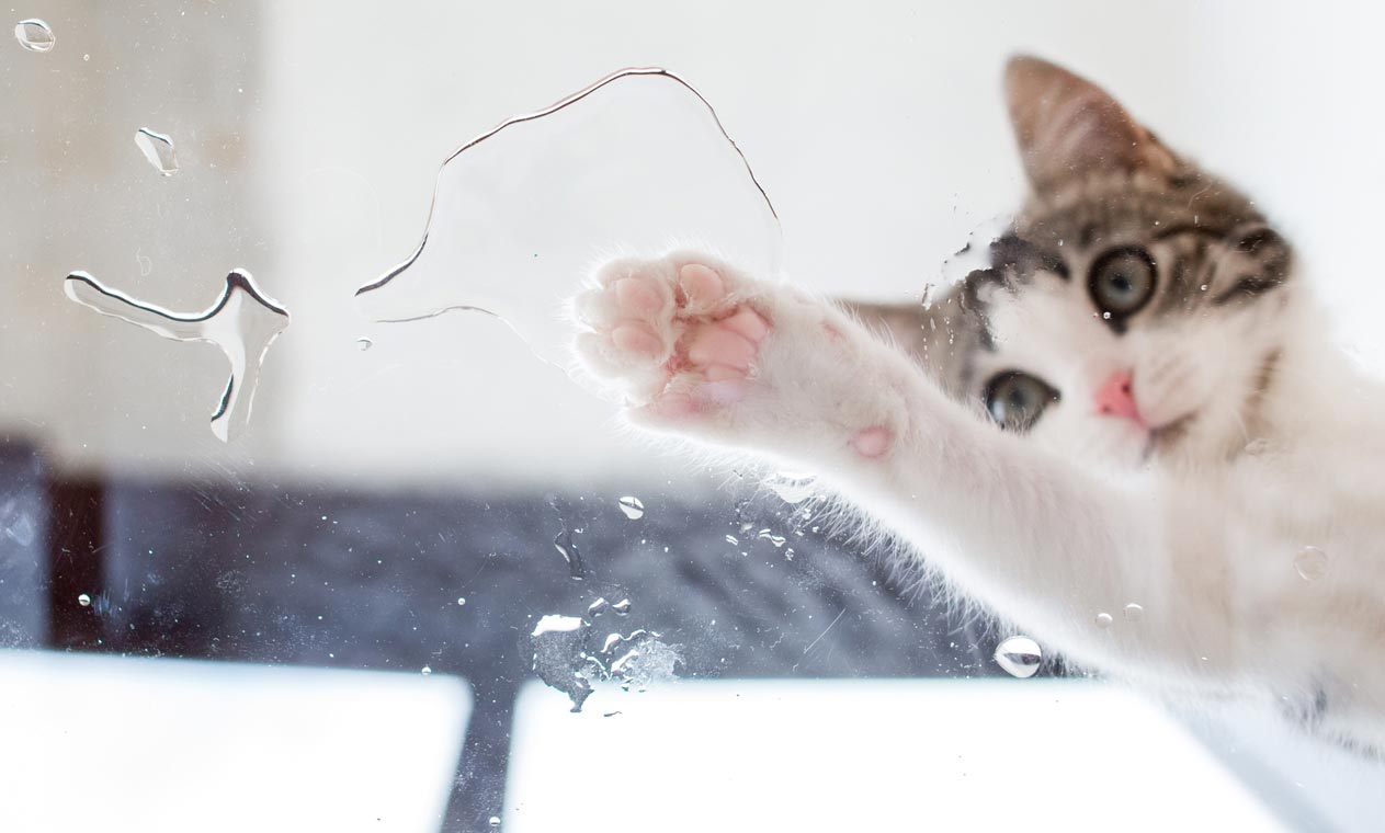 Lær hvorfor nogle katte dypper deres poter i deres vandskål.